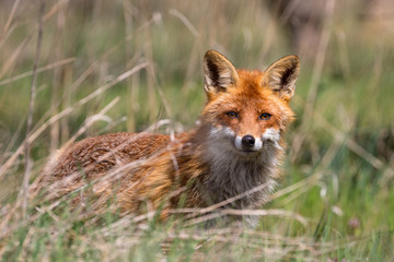 red fox in the wild