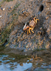 Sea crab, barrilete or violinist at low tide
