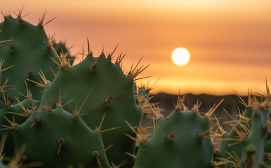 Cactus in the foreground with sunset background