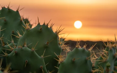 Kaktus im Vordergrund mit Sonnenunterganghintergrund © Joe McUbed