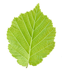 Fototapeta premium Green leaf of hazelnut tree (backside of) isolated on white background