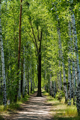 Fototapeta premium Beautiful birch alley in early spring, Russian landscape with birches, spring birch forest