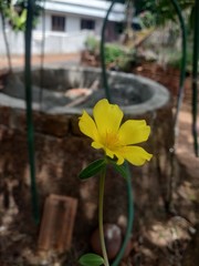 yellow flower 