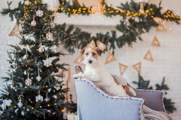 christmas jack russell