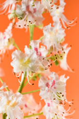Flowers of chestnut tree on orange background