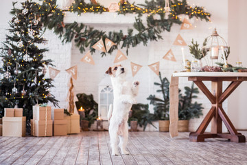 christmas jack russell