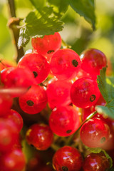 red currant in the garden