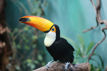 toucan in the jungle