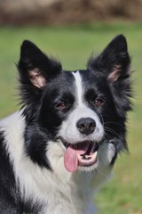 Adorable black and white Border Collie in the park with a tongue out