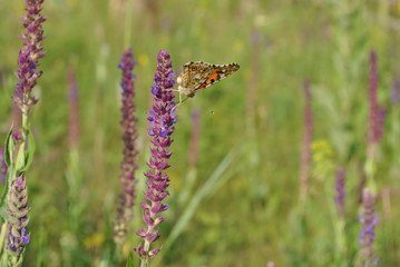 The large tortoiseshell or blackleg tortoiseshell (Nymphalis polychloros)  sitting on purple sage flower, soft blurry landscape background, green trees and bright blue sky