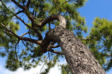 old tree in the park
