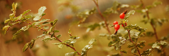 dogrose in autumn warm raindrops fall