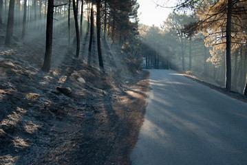 Carretera rural atravesando un bosque quemado en la Sierra de Gredos.