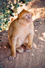 Monkey hiding under a tree branch