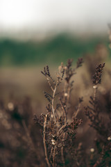 Close up of the brown golden grass in the Latvian swamp Kemeri