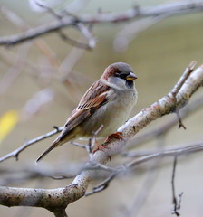 Sparrow on a bare branch of an autumn tree