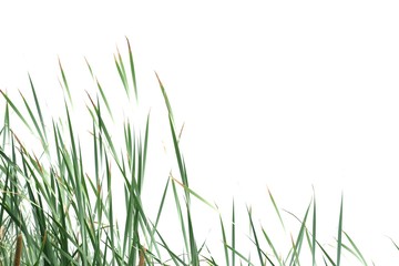 In selective focus wild grass flower leaves on white isolated background for green foliage backdrop 