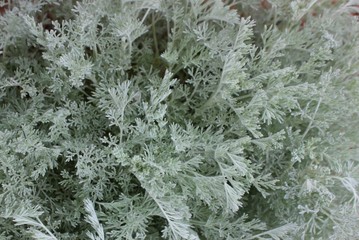 Gray grass close-up. Wormwood, a medicinal plant. Silver wormwood.