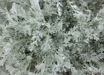 Gray grass close-up. Wormwood, a medicinal plant. Silver wormwood.