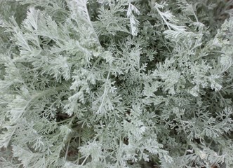 Gray grass close-up. Wormwood, a medicinal plant. Silver wormwood.