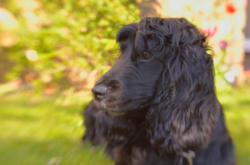 Cocker Spaniel laying down for a rest
