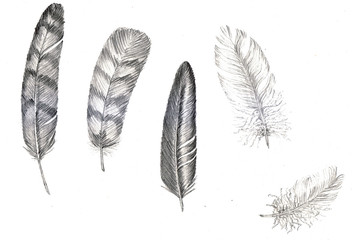 A set of five feathers dropped from a bird's wing. Black pencil hand drawn illustration