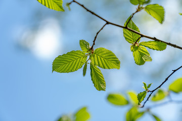 Blatt, Frühling