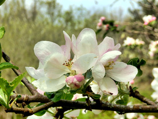Fototapeta na wymiar Fresh white blossom of an apple tree 