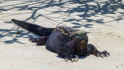 Black iguana marina in Galapagos Islands