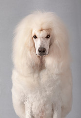 white giant poodle studio portrait