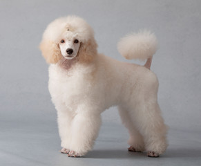 poodle standard poodle