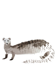 illustration of animal weasel