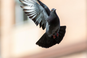 wild pigeon while eating on the grass