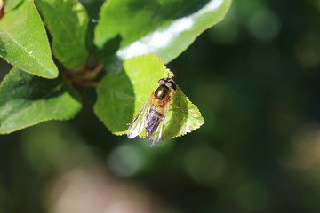 Zweiband-Wiesenschwebfliege - Epistrophe eligans