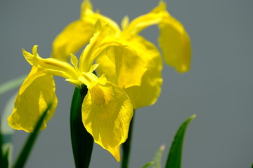 Naklejka na ściany i meble yellow iris flower