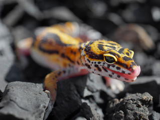 leopard gecko in a cactus in the garden