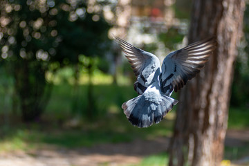 wild pigeon while eating on the grass