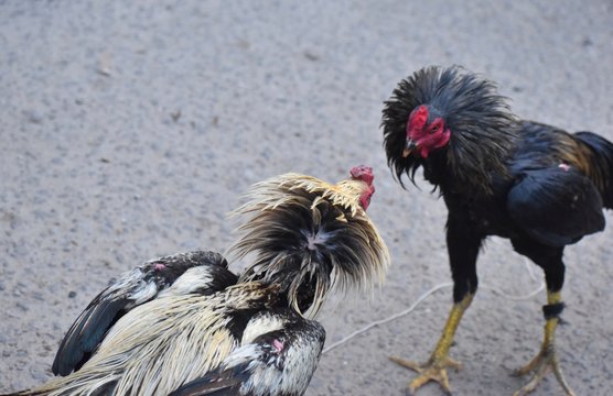 Cock Fight

#chicken
#rooster
#bird
#cock
#fight
#poultry
#farm
#chicken
chicken, rooster, bird, farm, animal, cockerel, hen, poultry, fowl, feather, feathers, nature, beak, red, pic, photo
