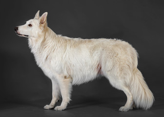 swiss sheepdog standing in grey background