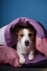 Dog in bed on colored linens. The pet is relaxing, resting. - 344443325