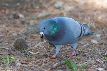 wild pigeon while eating on the grass