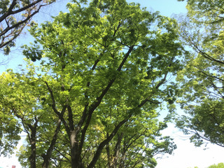 Young green leaves in the park