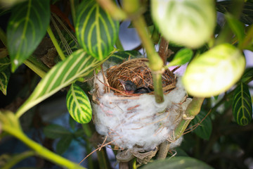 Baby birds waiting on their mother