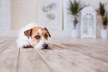 jack russell terrier interior