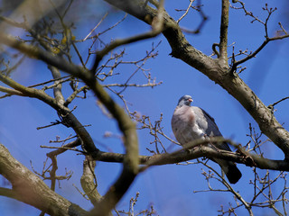 The common wood pigeon, Columba palumbus