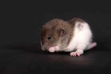 baby rat close up