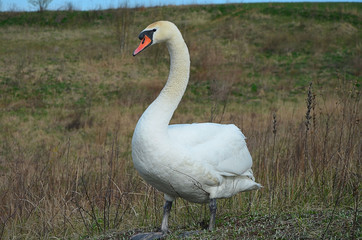
Big white swan walks across the field