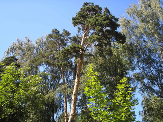 Fototapeta premium Trees in the park