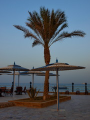 Palm tree and beach umbrellas on a background of the sea