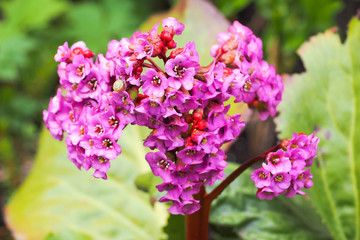 Fototapeta premium Flower saxifrage is a perennial with bright pink on a background of green leaves on a spring day in the garden . bergenia